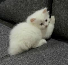 Persian Kitten for sale