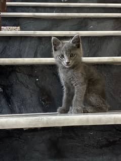 Russian blue cat 4 months age female