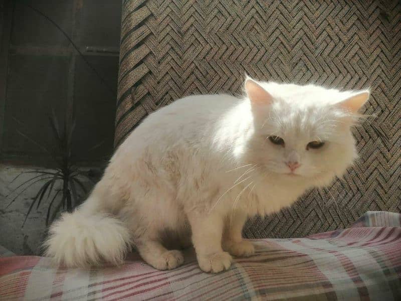 Persian male cat for sale price only 4000 0