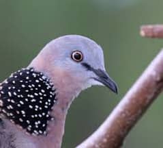 Spotted Doves for sale