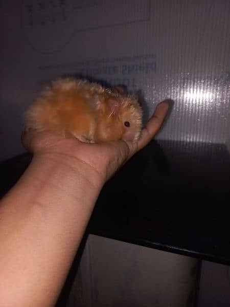 hamster trained and tame 1