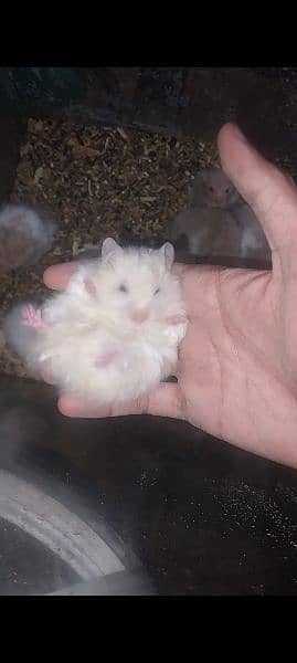 hamster trained and tame 5