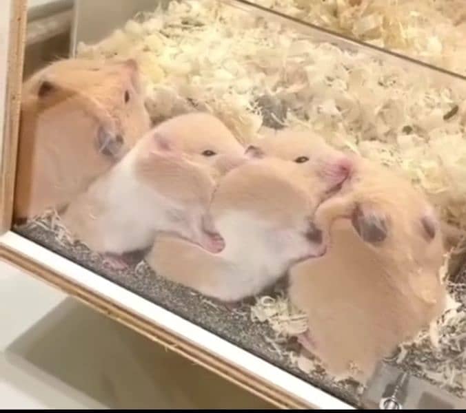 hamster trained and tame 7