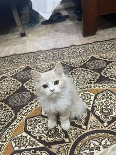 3 month Persian cat male
