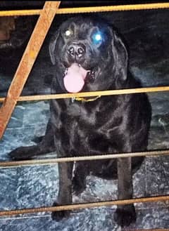 black Labrador female for sale confirm breeder contact 03281409070
