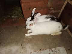 rabbit black and white 4 months age