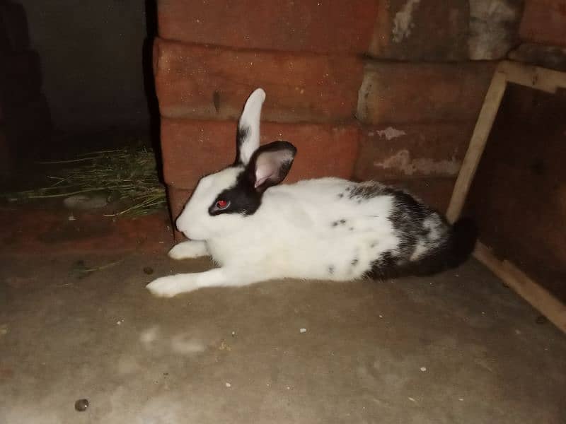 rabbit black and white 4 months age 1