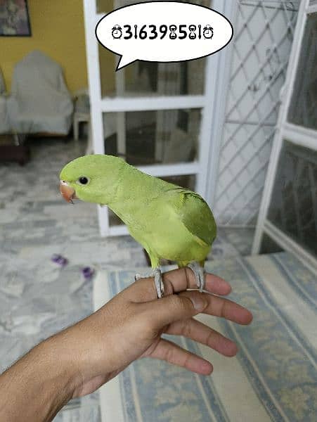 Ringneck chick hand taimed 5