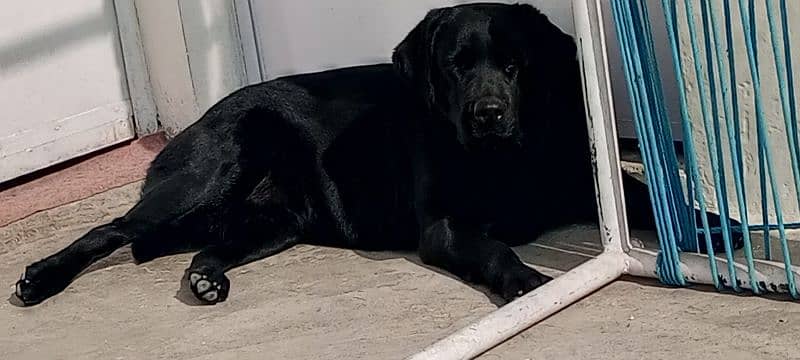 female Labrador 13months old 0