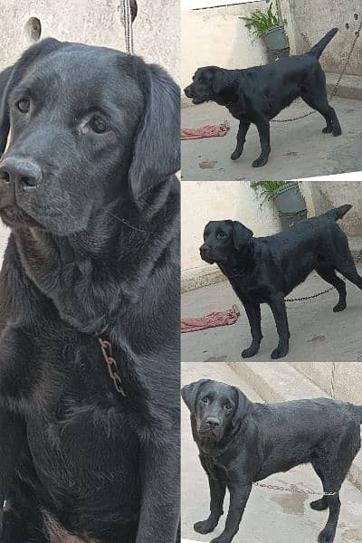 female Labrador 13months old 1