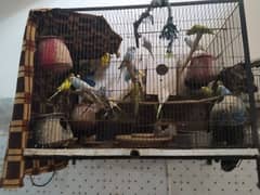 bugies all colony for sale