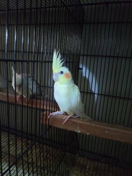 Cockatiel chicks 1