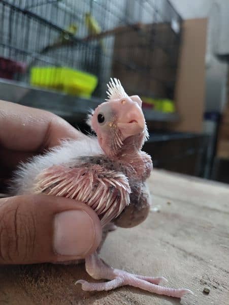 Cockatiel chicks 3