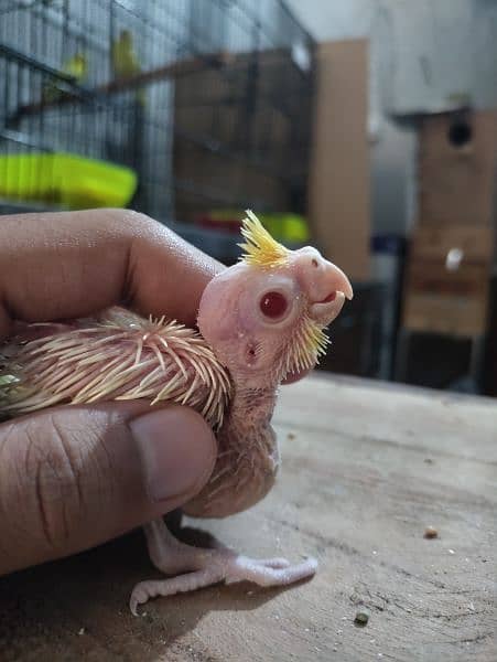 Cockatiel chicks 4