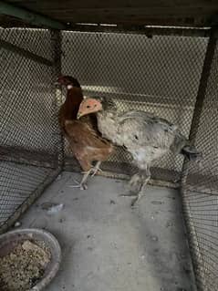 Eggs Laying hens