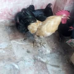 aseel cross hens kurak wali