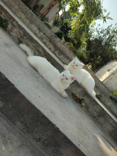 Persian kittens 0