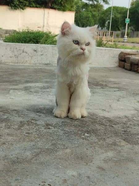 Persian kittens 5