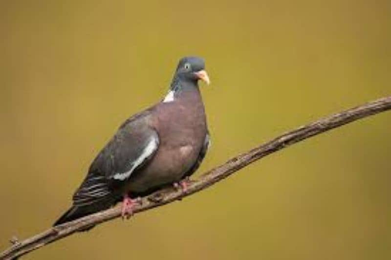 wood Dove wood dove 2