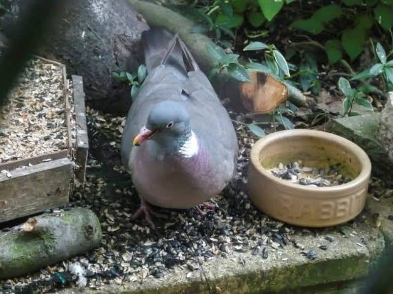 wood Dove wood dove 5