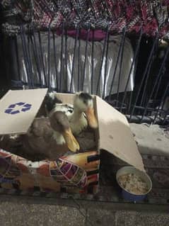 4 month duck pair available