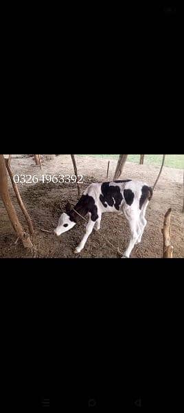 cow for sale 4