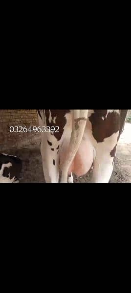 cow for sale 8
