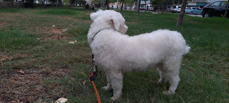 Original Breed French Poodle 1