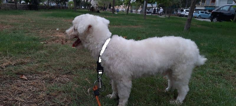 Original Breed French Poodle 2