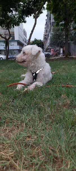 Original Breed French Poodle 3