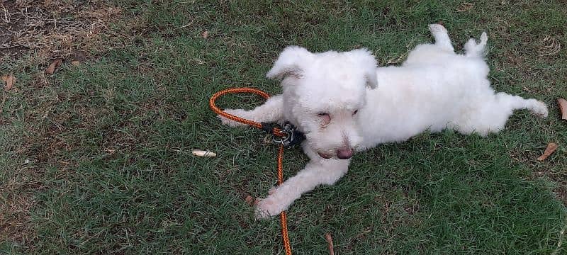 Original Breed French Poodle 4