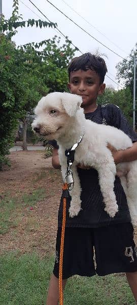 Original Breed French Poodle 5