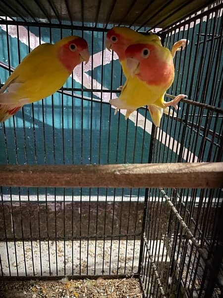 Selling all lovebirds and Cage Common lutino,greenfisher, and cocktail 0