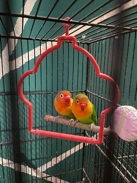 Selling all lovebirds and Cage Common lutino,greenfisher, and cocktail 1
