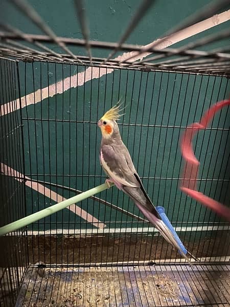 Selling all lovebirds and Cage Common lutino,greenfisher, and cocktail 2