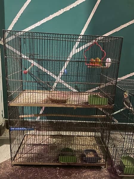 Selling all lovebirds and Cage Common lutino,greenfisher, and cocktail 3