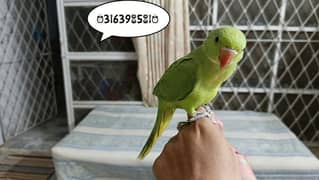 Green ringneck hand tamed chick 0