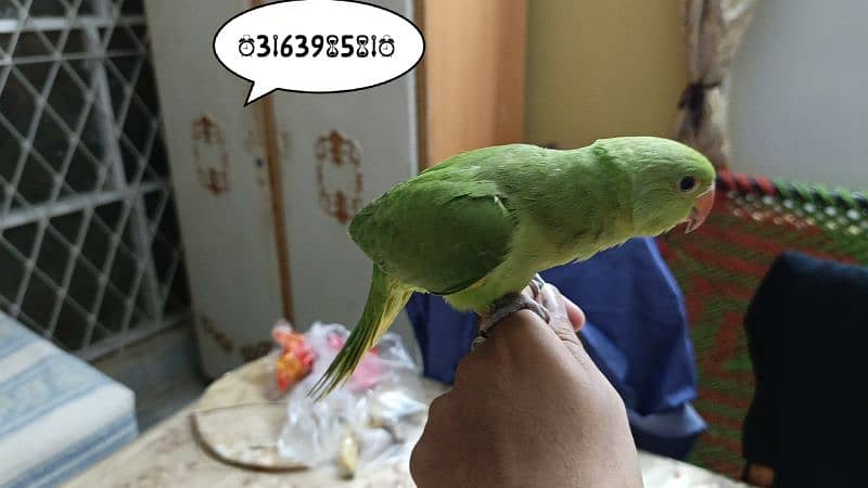 Green ringneck hand tamed chick 1