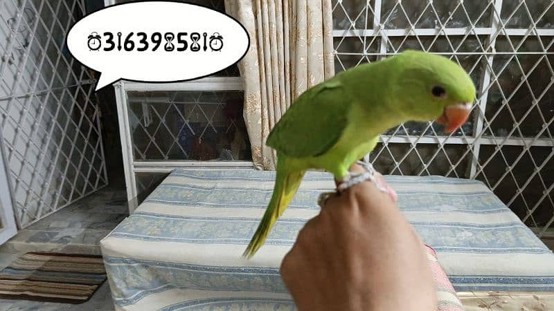 Green ringneck hand tamed chick 2