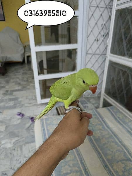 Green ringneck hand tamed chick 4