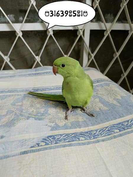 Green ringneck hand tamed chick 6