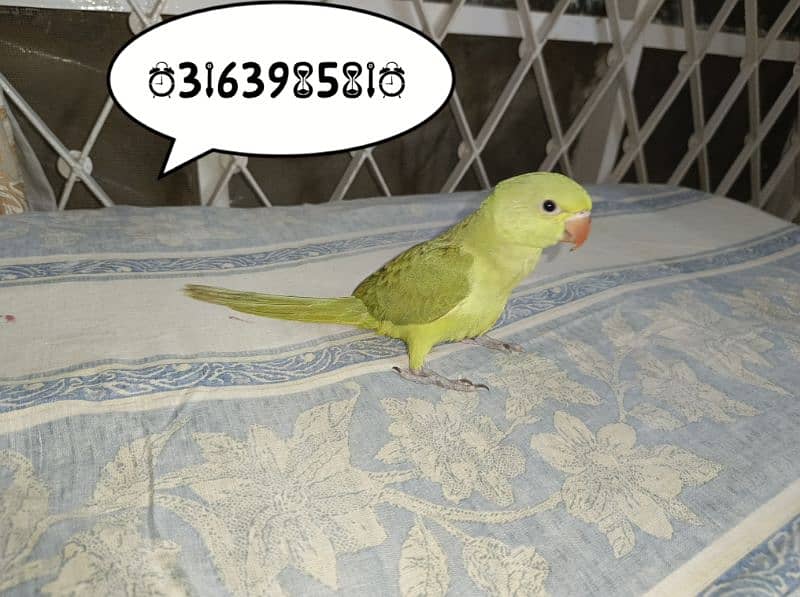 Green ringneck hand tamed chick 8