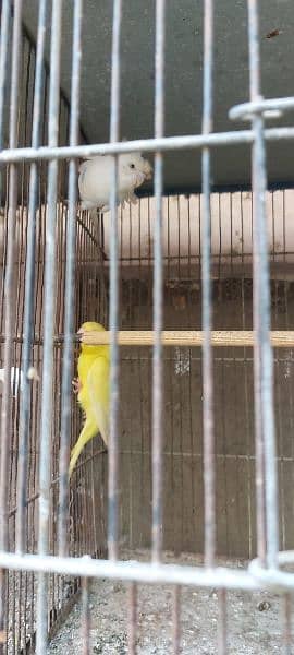 budgie setup for sale 2