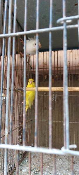 budgie setup for sale 4