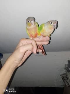 Tame pair of conure 03084257027
