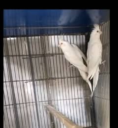 cocktail eno breeder pair for sale