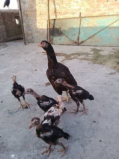 Aseel Murgi With 6 Chicks