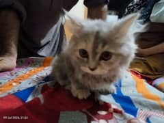 Persian Cate for Sale