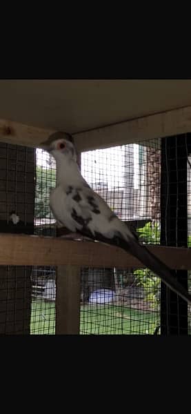 diamond pied breeder pair 2