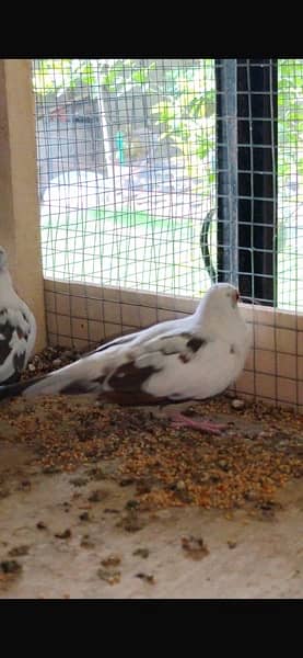 diamond pied breeder pair 4